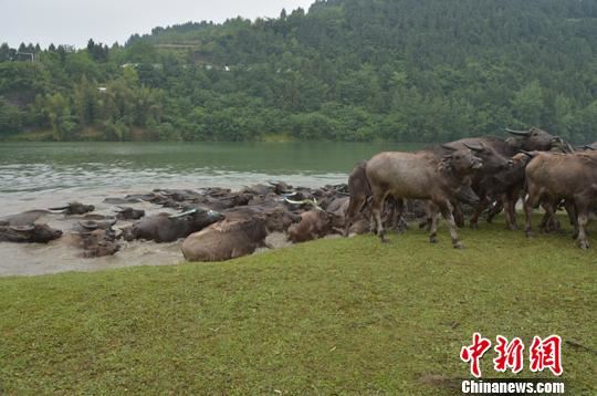 水中游行近十分钟后,争相上岸。 杨勇 摄 水中游行近十分钟后,争相上岸。 杨勇 摄