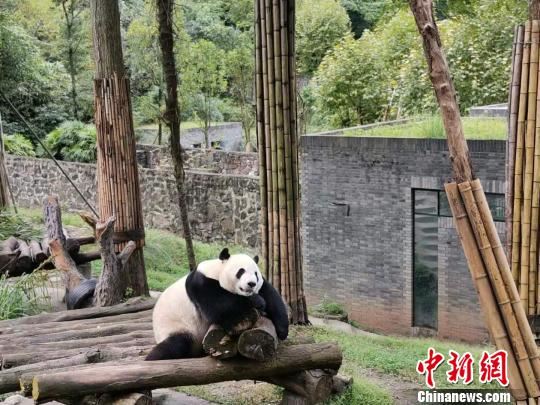 通讯:海外华媒在川“趣逗”大熊猫
