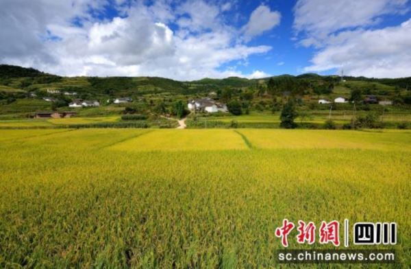聚焦“农业多贡献”_会东农业农村工作交出精彩“答卷” 聚焦“农业多贡献”_会东农业农村工作交出精彩“答卷”