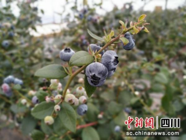 聚焦“农业多贡献”_会东农业农村工作交出精彩“答卷” 聚焦“农业多贡献”_会东农业农村工作交出精彩“答卷”